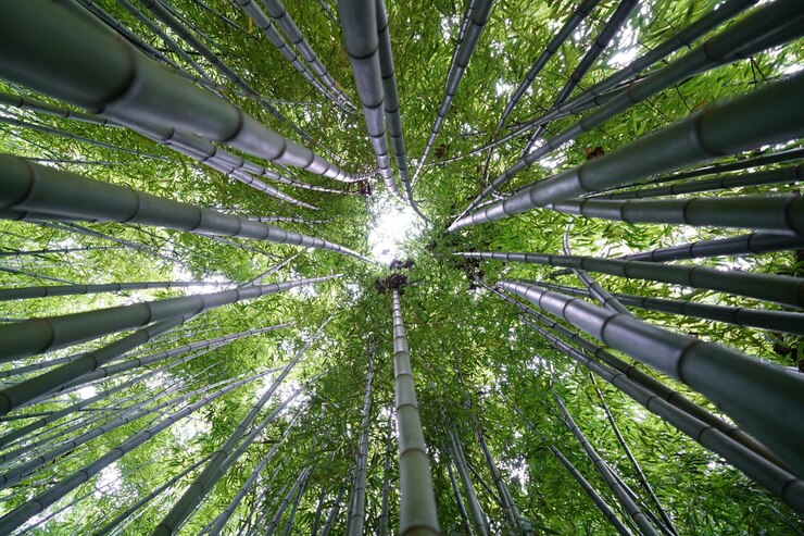 Exploring Bamboo's Role in Eco-Friendly Solutions